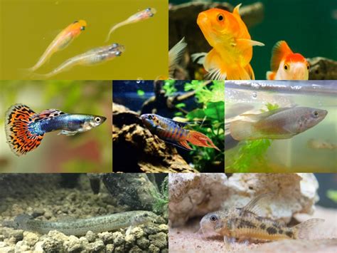 飼養魚|飼いやすい魚おすすめ10選！初心者でも簡単に飼育で。